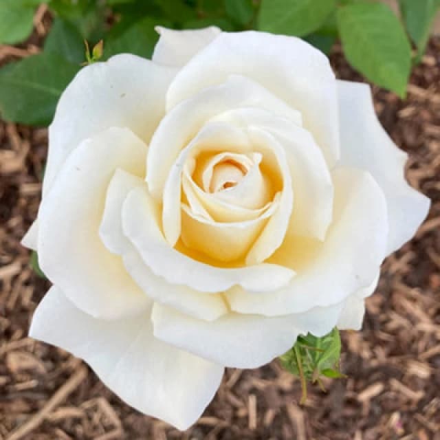 You Garden Harkness Rose 'mary Berry' , Established Plant In A 4 Litre Pot, Ready To Plant, For Pots, Beds, And Borders