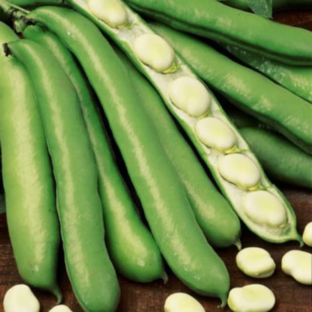 Thompson & Morgan Broad Bean Witkiem 1 Seed Packet (30 Seeds)