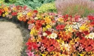 Lily Asiatic Ground Cover Bulbs: 50