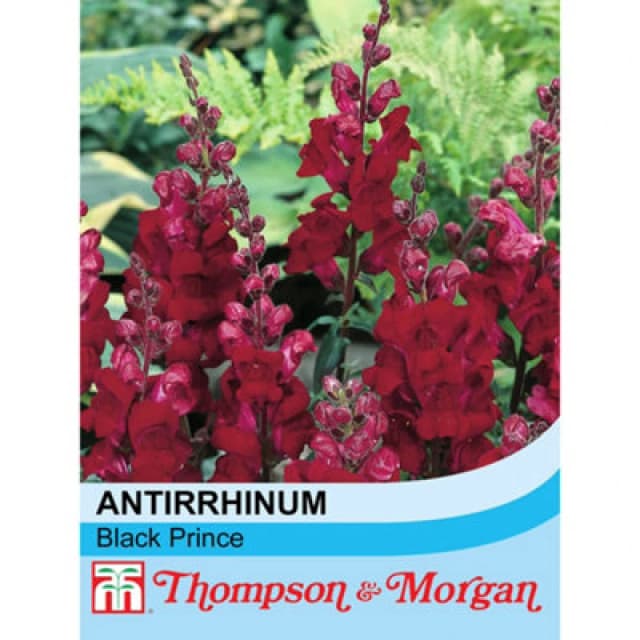 Thompson & Morgan Antirrhinum Nanum Black Prince 1 Packet (750 Seeds)