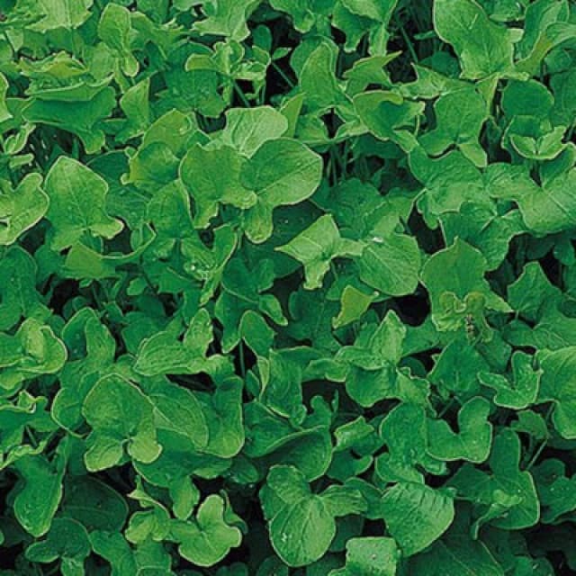 Thompson & Morgan Herb Sorrel 1 Seed Packet (1000 Seeds)