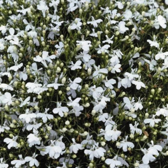 Thompson & Morgan Lobelia Snowball 1 Packet (1000 Seeds)