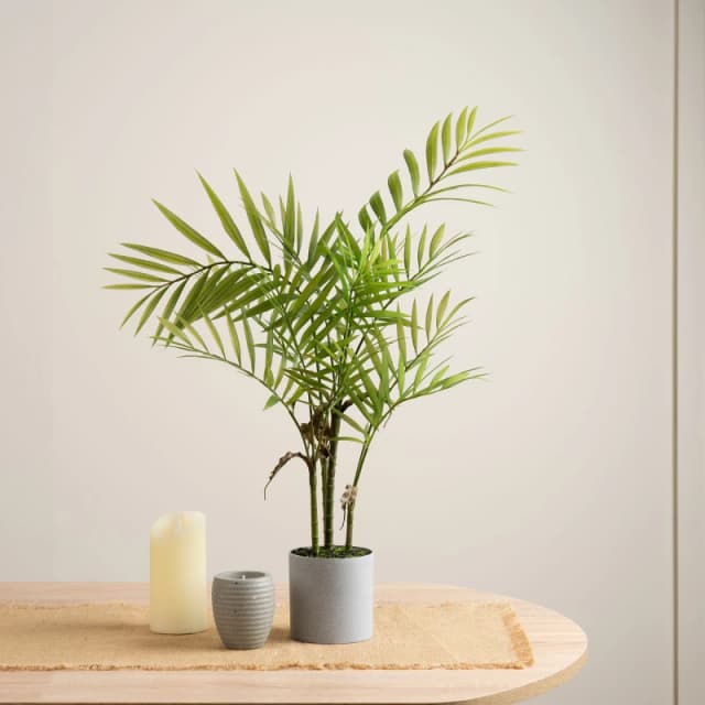 Scottish Everlastings Ltd 66cm Palm in Grey Plastic Pot in Green Green Unisex