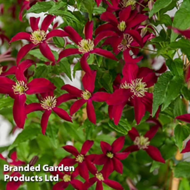 Thompson & Morgan Clematis Glorious Red (Zo23015) 7Cm Potted Plant X 1
