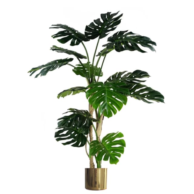 N/A 150cm (5ft) Luxury Monstera Plant Black Pot Gold Metal Planter