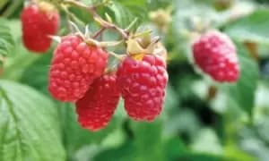 British-Bred Raspberry Full Season Collection: 9 Canes