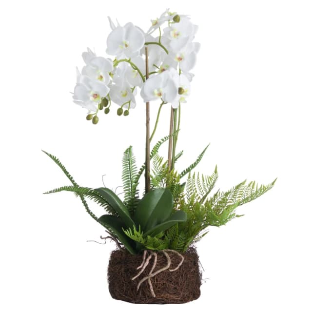 Hill Interiors Orchid & Fern Garden in White White Unisex