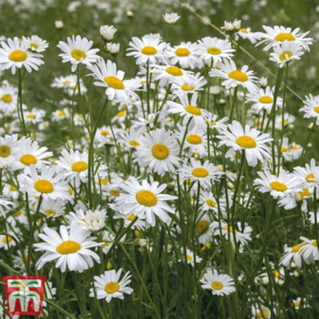Thompson & Morgan Wild Flower Oxeye Daisy 1 Packet (600 Seeds)