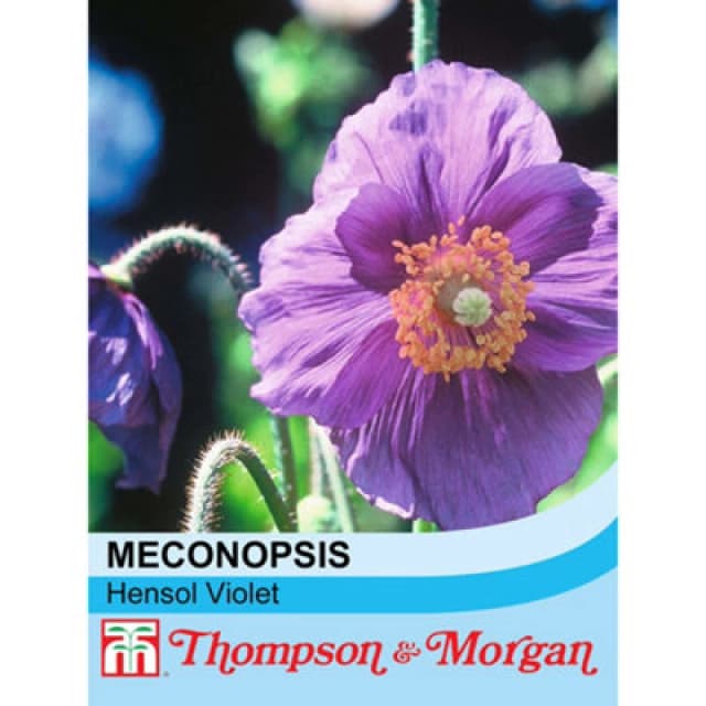 Thompson & Morgan Meconopsis Baileyi Hensol Violet 1 Packet (30 Seeds)