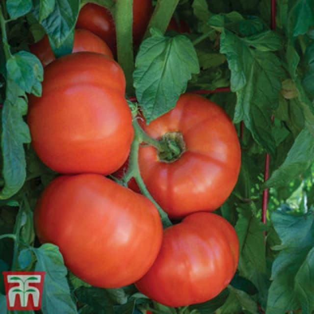 Thompson & Morgan Tomato Burlesque F1 1 Seed Packet (10 Seeds)