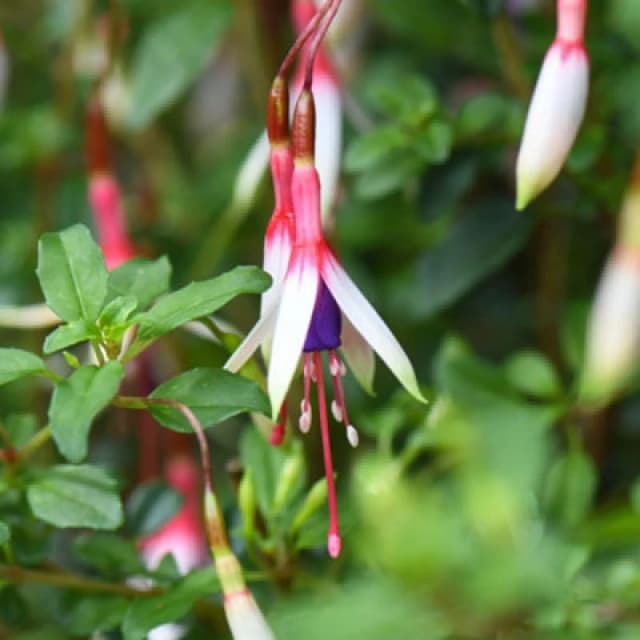 Thompson & Morgan Fuchsia Magellanica Arauco 2 Litre Potted Plant X 1