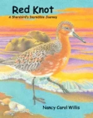 red knot a shorebirds incredible journey