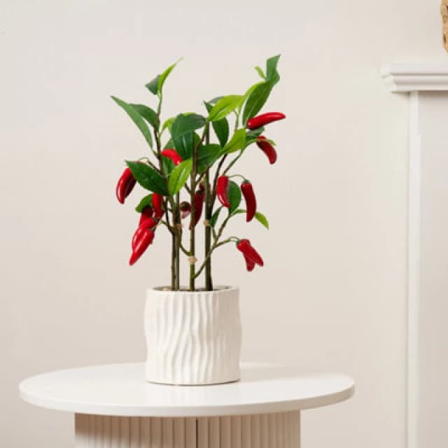 Scottish Everlastings Ltd Chilli Plant In Ceramic Pot 49cm, Green SEL1350