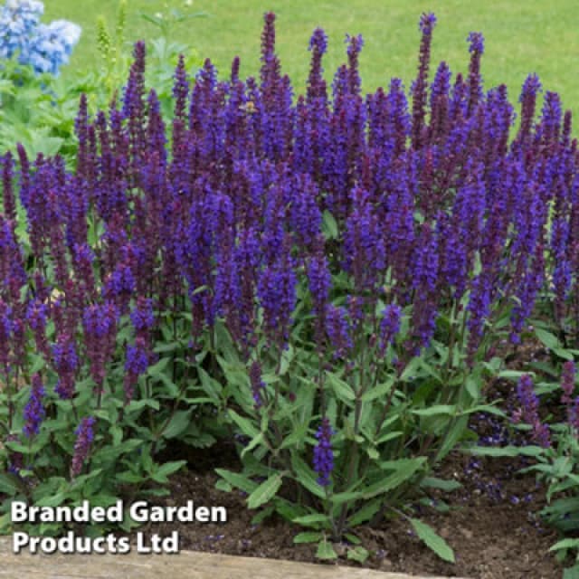 Thompson & Morgan Salvia Salvatore Deep Blue 24 Plug Plants