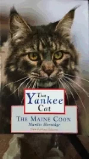 that yankee cat the maine coon