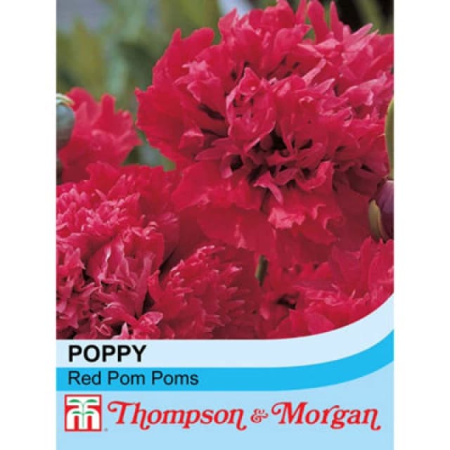 Thompson & Morgan Poppy Red Pom Poms 1 Seed Packet (100 Seeds)