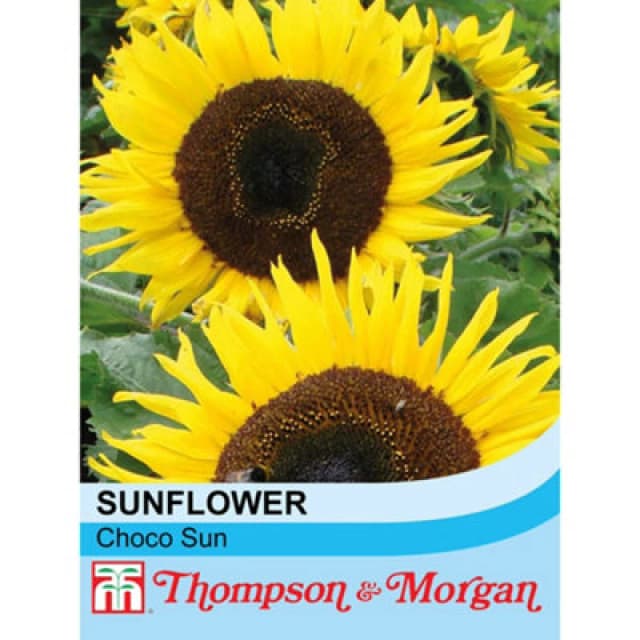 Thompson & Morgan Sunflower Choco Sun 1 Seed Packet (10 Seeds)