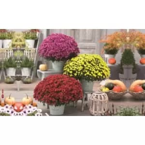 Thompson & Morgan Thompson and Morgan Chrysanthemum 'Hardy Patio Improved' - x12 Postiplugs