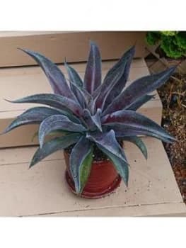 Mangave 'Mission To Mars'; 15Cm Pot