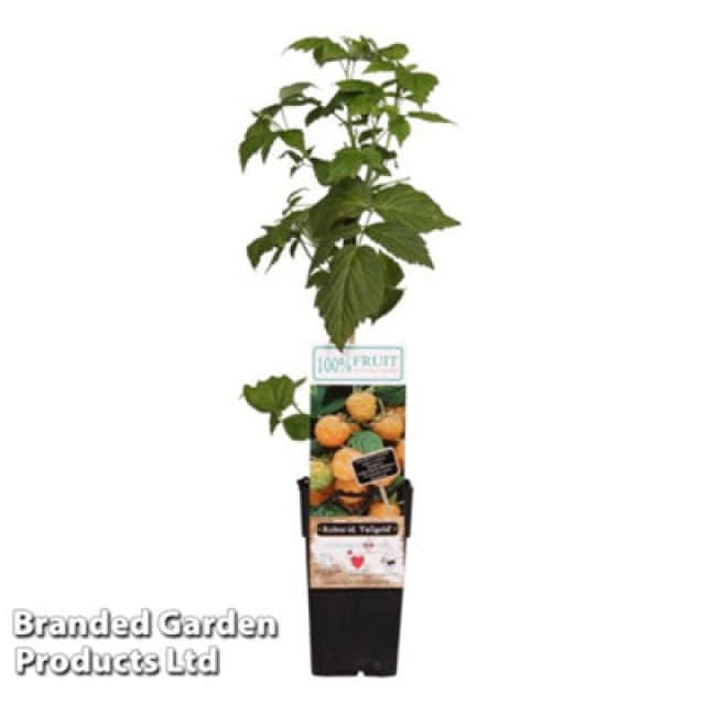 Thompson & Morgan Rubus (Raspberry) Idaeus Fallgold 15Cm Potted Plant X 1