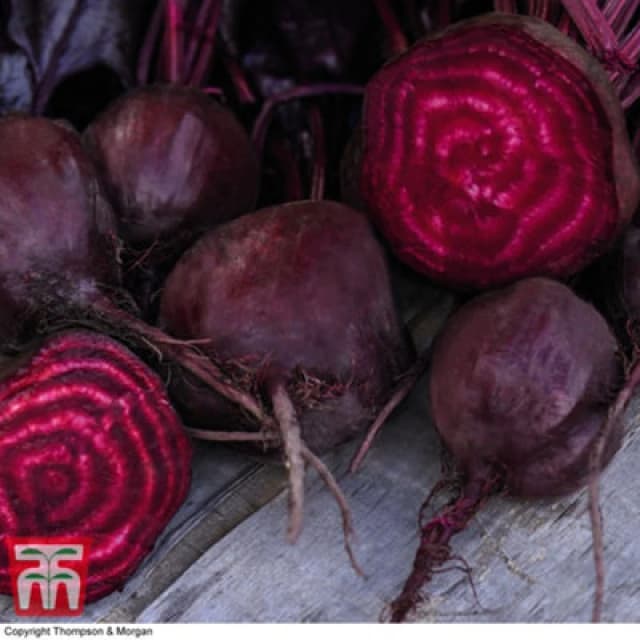 Thompson & Morgan Beet Morello 1 Seed Packet (150 Seeds)