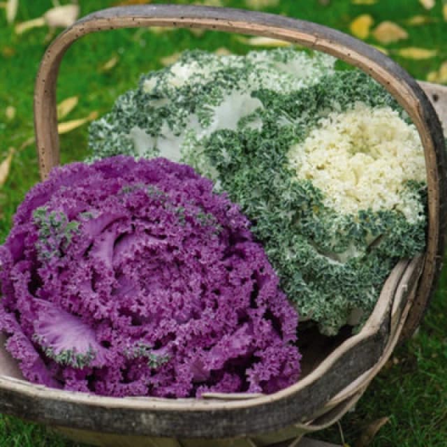 Thompson & Morgan Kale Jardin Mixed 1 Seed Packet