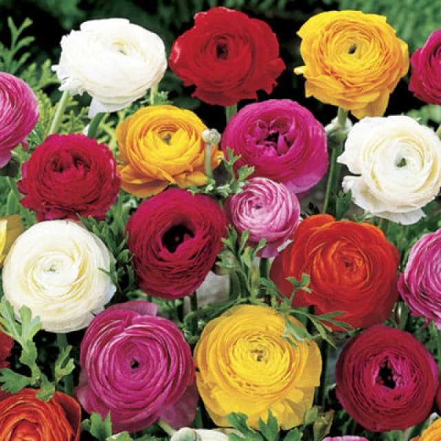 You Garden Yougarden Mixed Colour Ranunculus, Set Of 150 Bulbs, Size 3/4, Ready To Plant For Summer Flowering, Bedding Bulbs To Grow In Garde