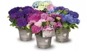 Hydrangea macrophylla Three Sisters Pastel Hardy Shrub, Two, Green