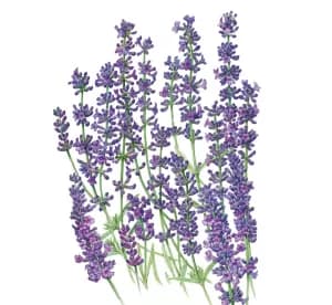 Lavender Munstead Pack Of 24