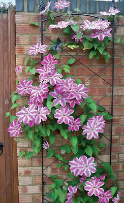 Poppy Forge Regent Wall Trellis - Decorative Garden Screen, Plant Support - Solid Steel - W52 X H164cm - Black