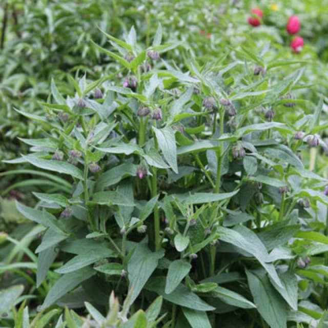 Herb Comfrey 1 Seed Packet - Thompson & Morgan