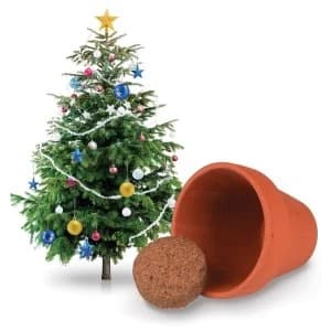 Grow Your Own Christmas Tree Plant