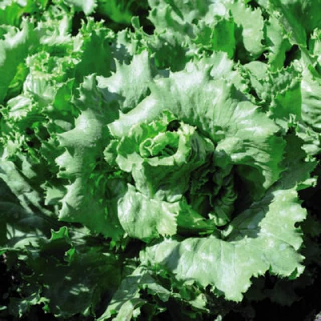 Thompson & Morgan Lettuce Warpath 1 Seed Packet (200 Seeds)