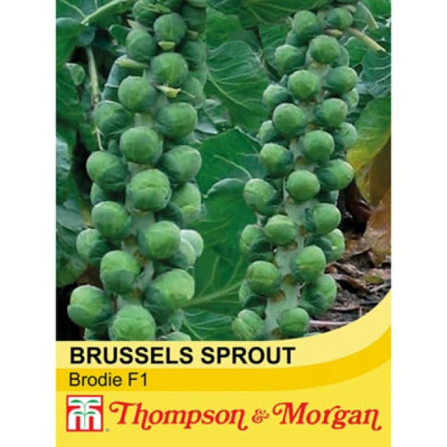 Thompson & Morgan Brussels Sprout Brodie F1 Hybrid 1 Seed Packet (35 Seeds)