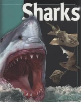 Sharks by Beverly Mcmillan and John a Musick Hardback