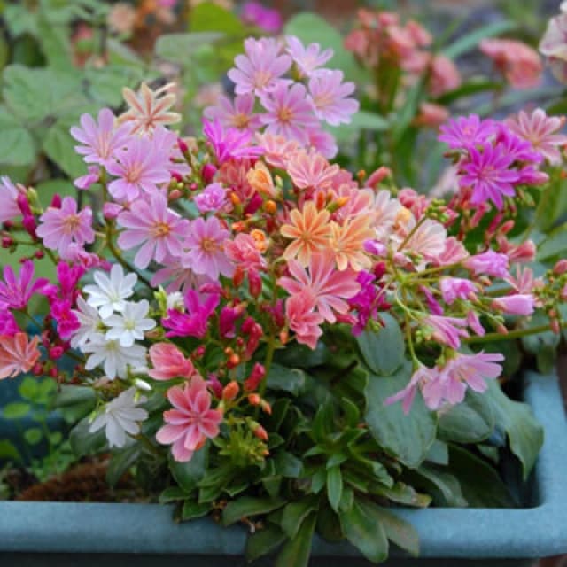 Thompson & Morgan Lewisia Elise Mixed Hardy Perennial Seeds - Fruity Colors Summer Blooms Fleuroselect Gold Medal Winner. 10 Seeds.