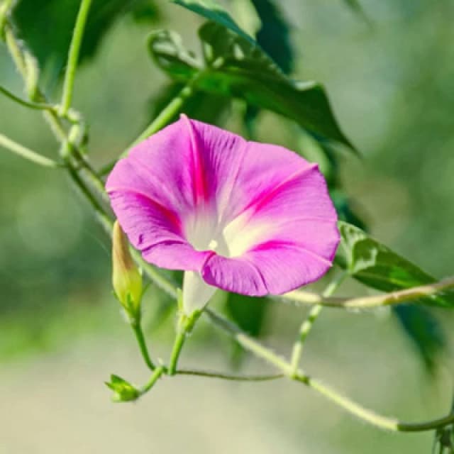 Thompson & Morgan Morning Glory Split Personality 1 Seed Packet (20 Seeds)