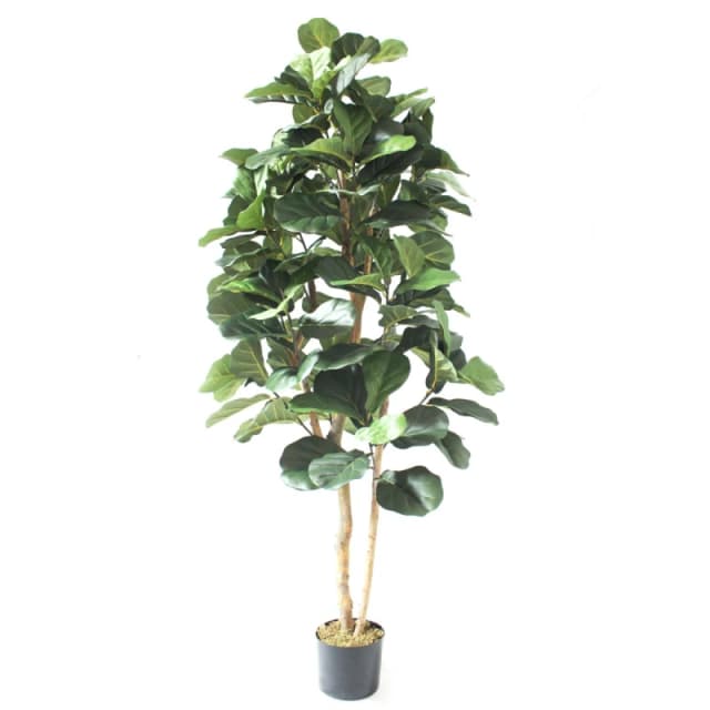 N/A 180cm Artificial Fiddle Fig Deluxe Tree