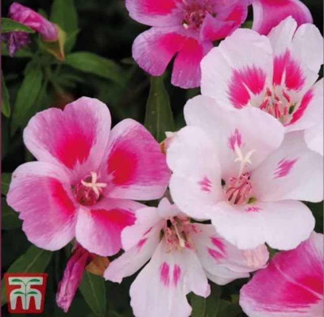 Thompson & Morgan Godetia Improved Dwarf Mixed 1 Seed Packet (400 Seeds)