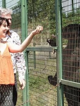 Virgin Experience Days Big Cat Encounter At The Wildlife Heritage Foundation In Kent