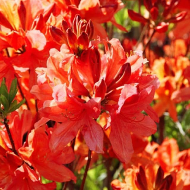 Thompson & Morgan Azalea Dwarf Orange 9Cm Potted Plant X 2