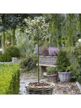 Holly Ilex Aquifolium Silver Variegated Holly Standard 90Cm Tall