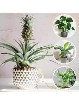 Tropical Houseplant Selection (Bundle Of 4 Houseplants)
