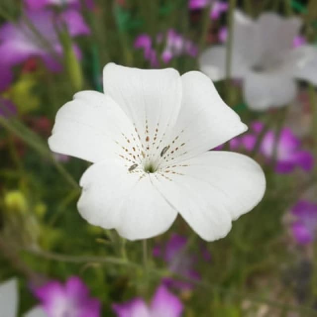 Thompson & Morgan Agrostemma Ocean Pearl 1 Seed Packet (100 Seeds)