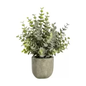 Crossland Grove Eucalyptus W/Rustic Pot Small 200X200X160Mm