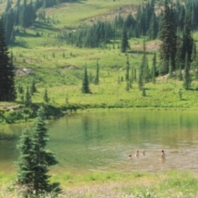 Great Big Wild Oak Vinyl