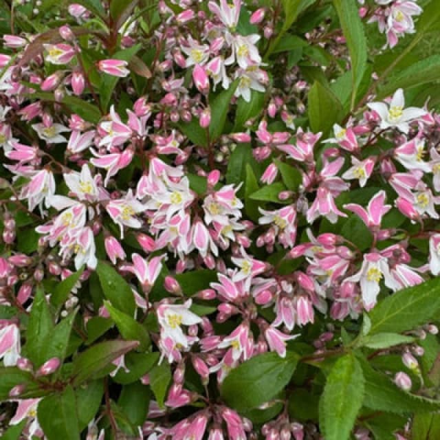 Thompson & Morgan Deutzia Prettistars Pink Carpet 3 Litre Potted Plant X 1