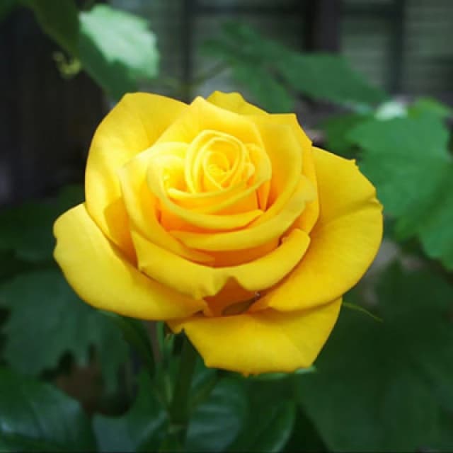 Thompson & Morgan Golden Wedding Floribunda Rose - Golden Yellow Blooms Repeat Flowering Disease Resistant Shrub For Gardens