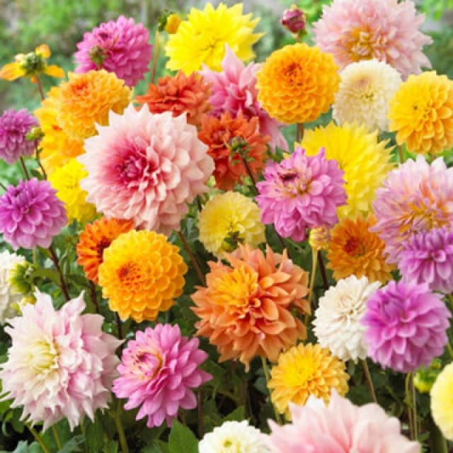 You Garden Yougarden Dahlia 'patio Choice' Mixed, Set Of 10 Tubers, Ready To Plant, Summer Flowering Dahlia, Grow In Garden Borders, Containe