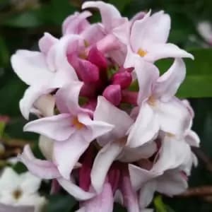 YouGarden Daphne 'Perfume Princess' in 15cm Pot